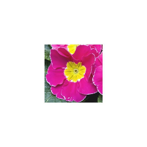 Visuel 1 du produit Primula Acaulis - La jardinière de 30 cm