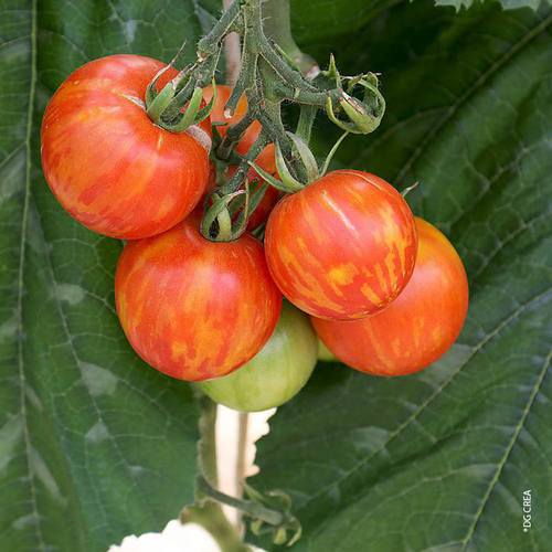 Visuel 1 du produit Tomate ronde Tigrella Bicolore bio. Le pot de 10,5 cm