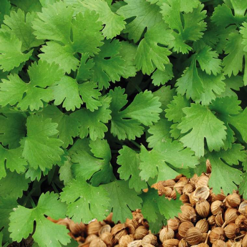 Visuel 1 du produit Coriandre Bio. Le pot de 9x9 cm