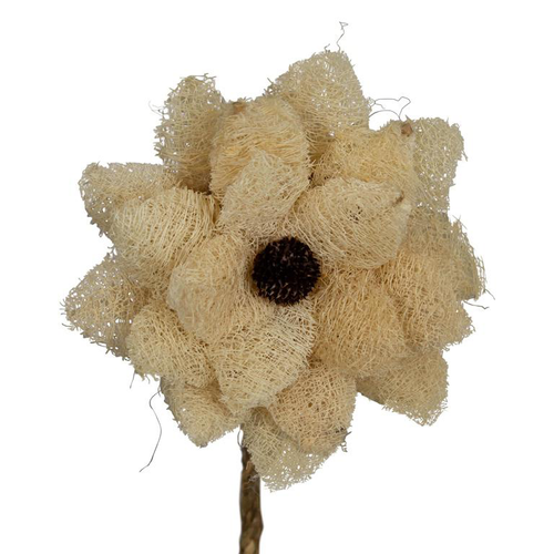 Visuel 1 du produit Fleur de luffa nature blanchie - Ø 15 x H 75 cm