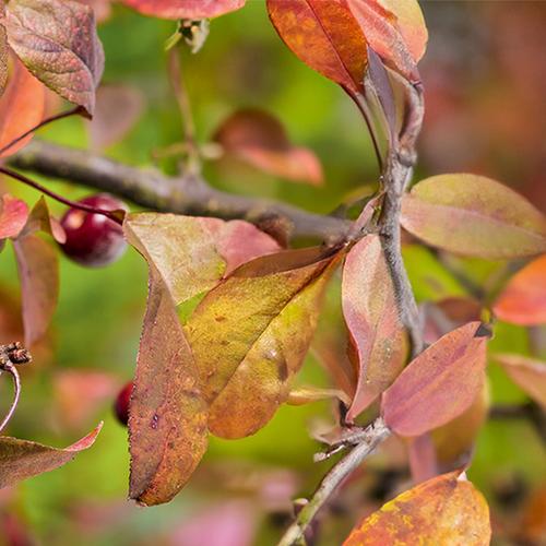 Visuel 1 du produit Pommier d’ornement ‘Courtarou’ botanic® rouge. Le pot de 10 litres