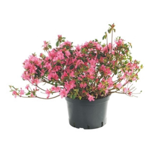 Visuel 1 du produit Azalée Japonaise (Azalea Japonica) 40/50 rose. Le pot de 7 litres
