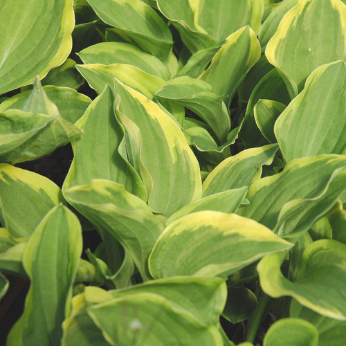 Visuel 1 du produit Hosta 'Wide Brim' - Le pot de 2 litres