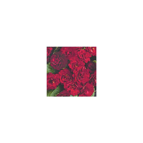 Visuel 1 du produit Primula Belarina Valentine - Le pot de 1 litre