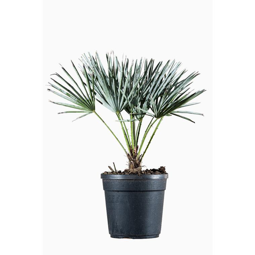 Visuel 1 du produit Chamaerops Humilis Ceracifera (Palmier Nain) en pot de 3 L bleu