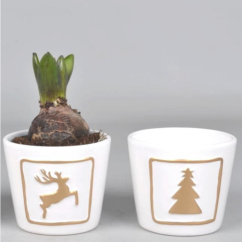 Visuel 1 du produit Jacinthe en pot décoratif de 10 cm