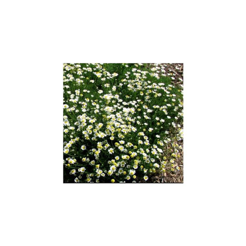 Visuel 1 du produit Matricaria Tchinatchewii - La barquette de 6 plants