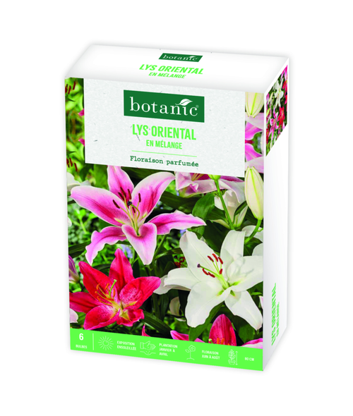 Visuel 1 du produit Boite de bulbes de fleurs Lys oriental en mélange botanic® – 6 bulbes