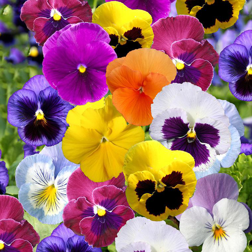 Visuel 1 du produit Pensée et Viola. La jardinière de 25 cm