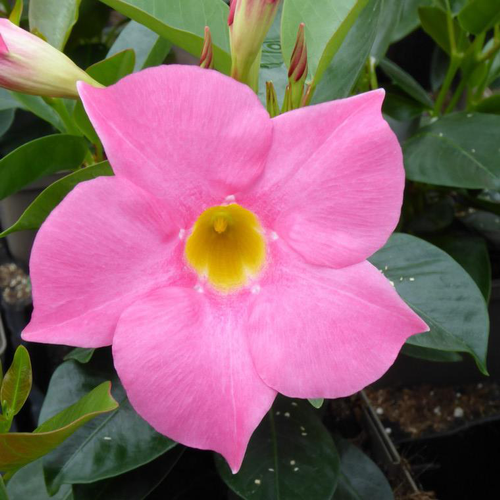 Visuel 1 du produit Dipladénia ou Mandevilla à fleurs multicolores - Le pot Ø 10,5 cm
