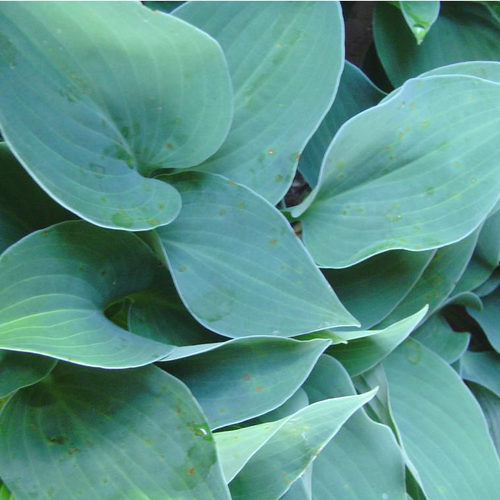 Visuel 1 du produit Hosta Sieboldiana - Le pot de 5 litres