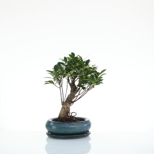 Visuel 1 du produit Bonsaï Ficus Retusa botanic® taille 2,5. Le pot