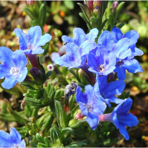 Visuel 1 du produit Lithodora 'Heavenly Blue' - Le pot de 1 litre