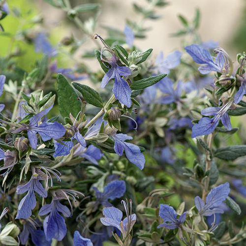 Visuel 1 du produit Teucrium fruticans 'curaçao'. Le pot de 3 litres