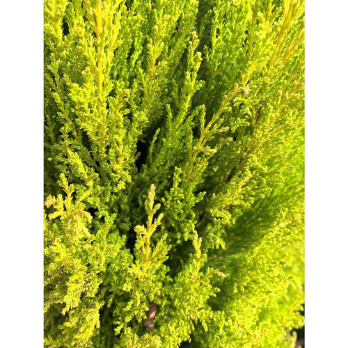 Visuel 1 du produit Cyprès de Monterey ou de Lambert 80/100. Le pot de 7,5 litres