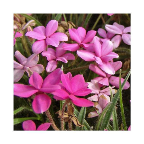 Visuel 1 du produit Rhodohypoxis - Le pot de 1 litre