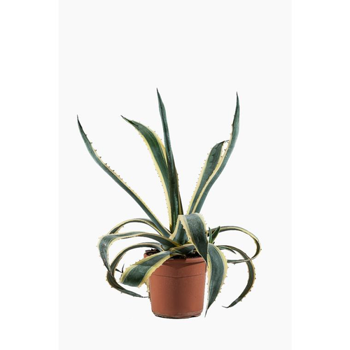 Visuel 1 du produit Agave Americana Variegata en pot de 12 L jaune