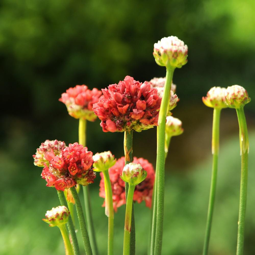 Visuel 1 du produit Arméria 'Ballerina Red'. Le pot diam 12 cm