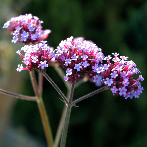 Visuel 1 du produit Verveine de Buenos Aires ou Verbena Bonariensis. Le pot de 2 litres