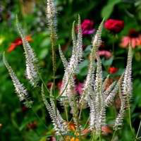 Visuel 1 du produit Veronicastrum Virginicum - Le pot de 2 litres