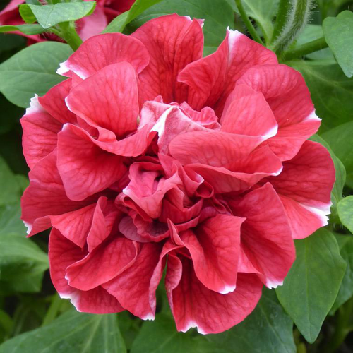 Visuel 1 du produit Pétunia retombant à fleur double - Le pot de 0,5 litre