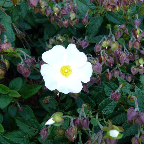 Visuel 1 du produit Ciste (Cistus) X Corbariensis blanc. Le pot de 7,5 litres