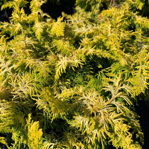 Visuel 1 du produit Cyprès du Japon Fernspray Gold 25/30. Le pot déco de 3,7 litres