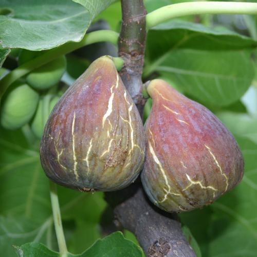 Visuel 1 du produit Figuier Madeleine Des 2 Saisons. Le pot de 5,5 litres