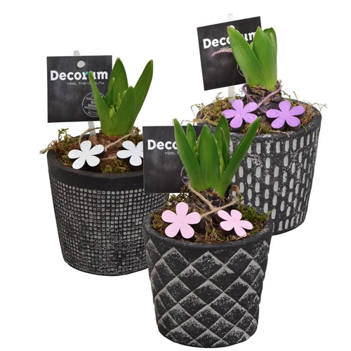 Visuel 1 du produit Composition 1jacinthe - Verrerie