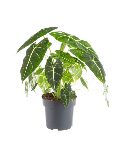 Visuel 1 du produit Alocasia Frydek (Oreille d'éléphant) vert. Le pot Ø 17 cm