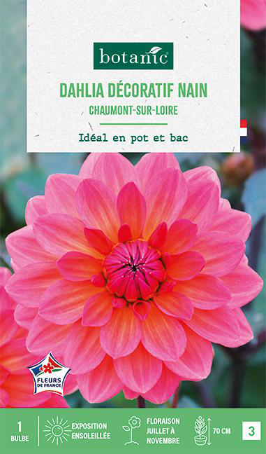 Visuel 1 du produit Bulbe de fleurs Dalhia nain double Chaumont sur Loire botanic® - 1 bulbe