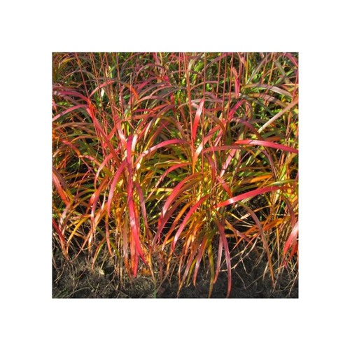 Visuel 2 du produit Miscanthus Sinensis Navajo - Le pot de 4 litres