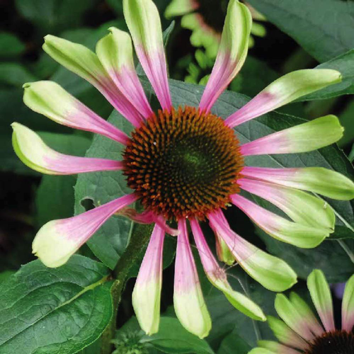 Visuel 1 du produit Rudbeckia bicolore rose/vert - Le pot de 9 x 9 cm.