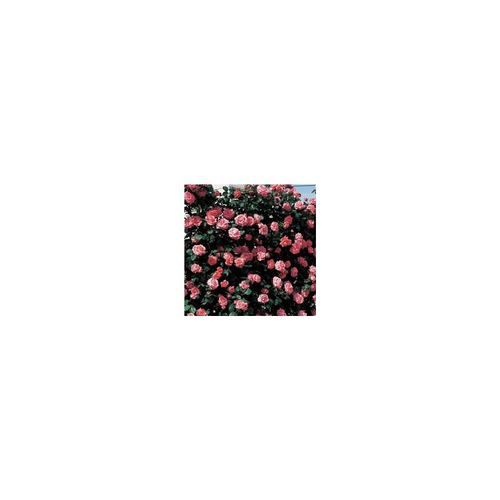 Visuel 1 du produit Rosier rose grimpant – Pot de 7L