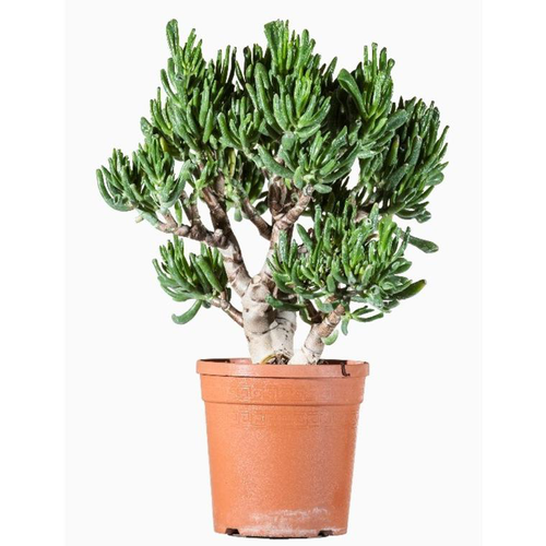 Visuel 1 du produit Crassula Ovata (arbre de Jade) en pot de 7 L vert