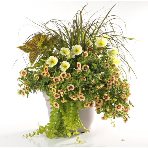 Visuel 1 du produit Potée inspiration - Le pot de 2 litres