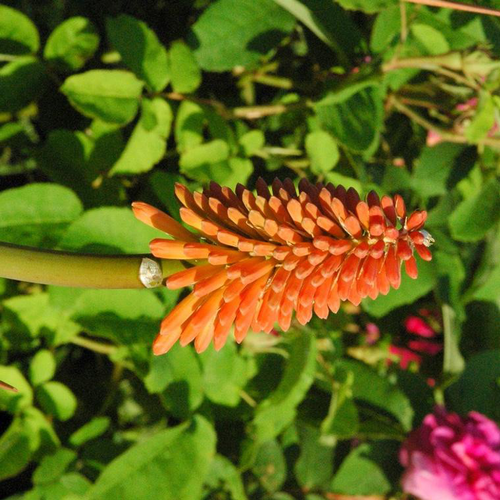 Visuel 1 du produit Kniphofia ou Tritoma à fleurs oranges - Le pot de 2 litres