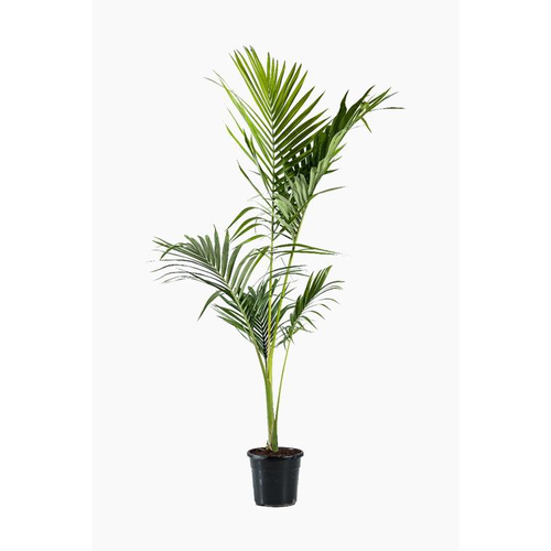 Visuel 1 du produit Archontophoenix Alexandrae (palmier Alexandra) en pot de 15 L vert