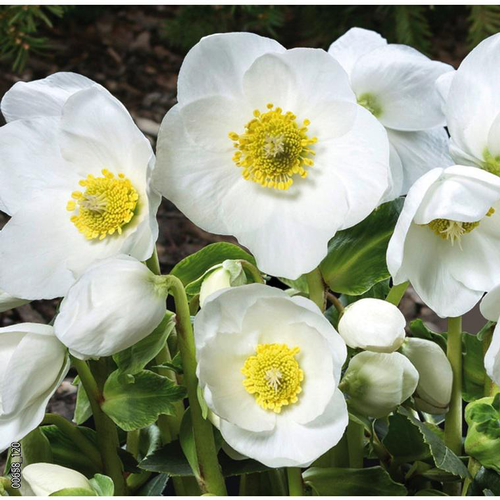 Visuel 1 du produit Hellébore noir ou Rose de Noël à fleurs blanches - Le pack de 6 plants