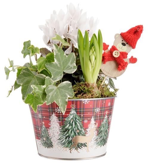 Visuel 1 du produit Composition de Jacinthe, Cyclamen et Lierre blanc. Le pot Ø 15,5 cm en zinc décor écossais.