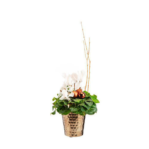 Visuel 1 du produit Mini cyclamen en pot bronze