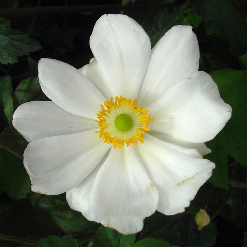 Visuel 1 du produit Anemone X Honorine Jobert (Blanc). Le pot de 2 litres