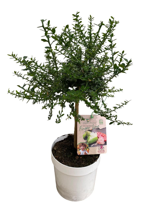 Visuel 1 du produit Citronnier caviar rose 1/4 tige coloris jaune - 5 L