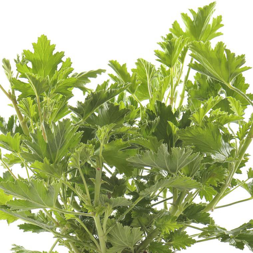 Visuel 1 du produit Pélargonium odorant citron - Le pot de Ø 14 cm