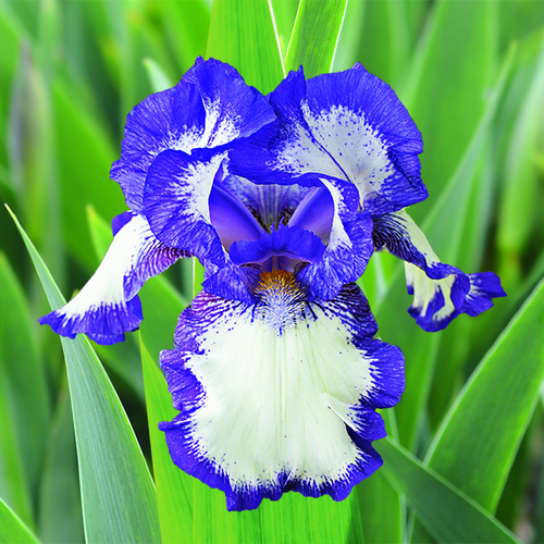 Visuel 1 du produit Iris des Jardins Modern Classic - Le pot de 2 litres