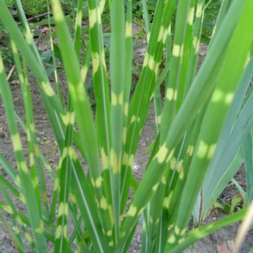 Visuel 1 du produit Miscanthus 'Little Zebra' - Le pot de 2 litres