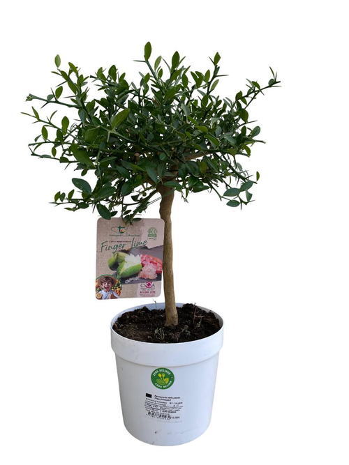 Visuel 1 du produit Citronnier caviar faustrime 1/4 tige coloris jaune - 5 L