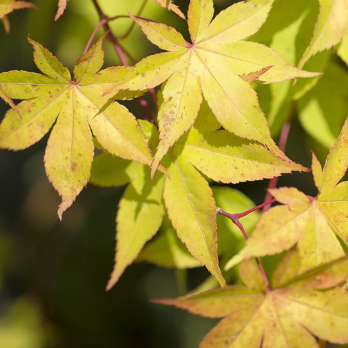 Visuel 1 du produit Érable du Japon Osakazuki jaune