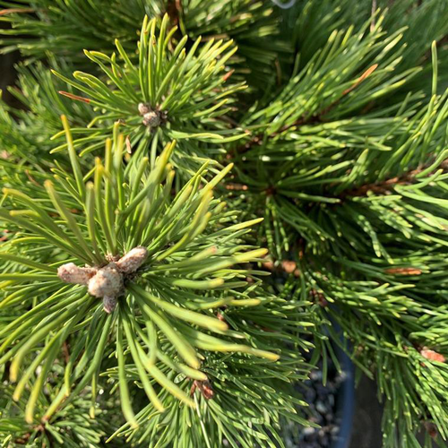 Visuel 1 du produit Pin (Pinus) Mugo Gnom 25/30. Le pot déco de 3,7 litres
