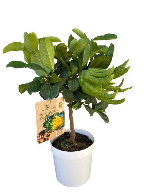 Visuel 1 du produit Main de Bouddha coloris jaune - 5 L